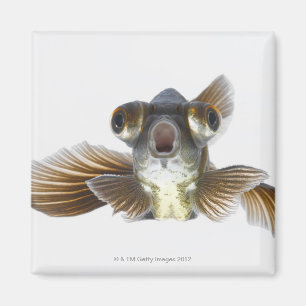 Imã O preto amarra o peixe dourado (o auratus do