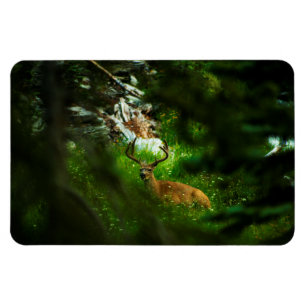 Ímã O Príncipe da Floresta