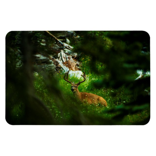 Ímã O Príncipe da Floresta (Horizontal)