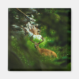 Imã O Príncipe da Floresta