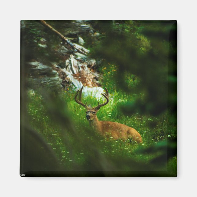 Imã O Príncipe da Floresta (Frente)