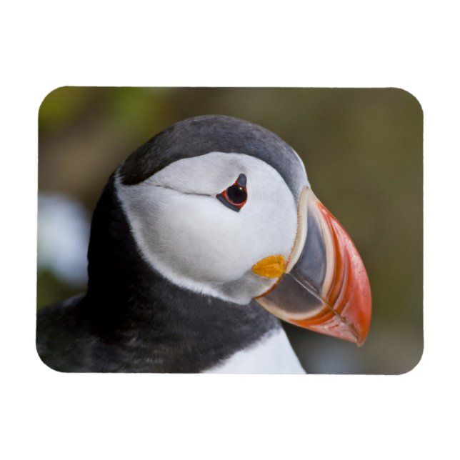 Ímã O Puffin Atlântico, um pássaro marinho pelágico (Horizontal)