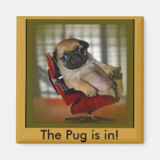 Imã O Pug está dentro!