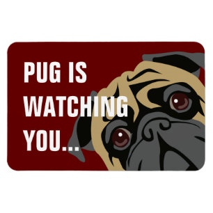 Ímã O Pug está olhando