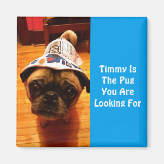 Imã O Pug Que Você Está Procurando