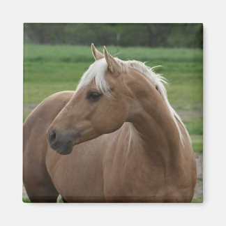 Imã O que é Sizzlin Jac