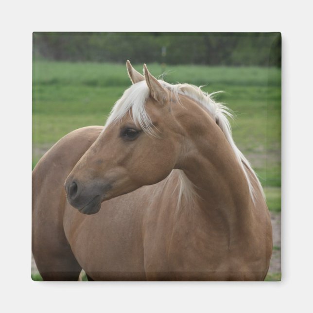 Imã O que é Sizzlin Jac (Frente)