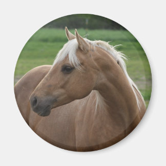 Imã O que é Sizzlin Jac