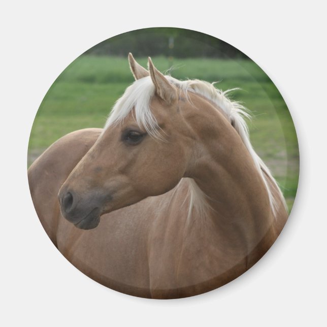 Imã O que é Sizzlin Jac (Frente)