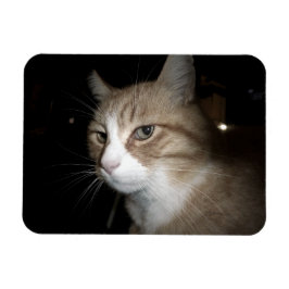 Ímã O que ele está pensando?