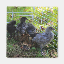 Imã O que está acima - bumbum da galinha