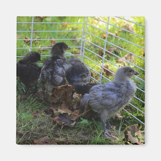 Imã O que está acima - bumbum da galinha (Frente)