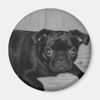 Imã O quê? Eu não fiz isso!