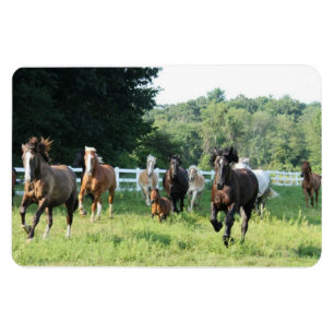 Ímã O rebanho e o Herdmaster