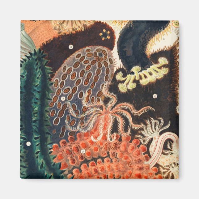 Imã O recife da barreira do Excelente da Austrália (Frente)