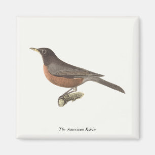 Imã O Robin Americano (Turdus migratorius) NY Birds