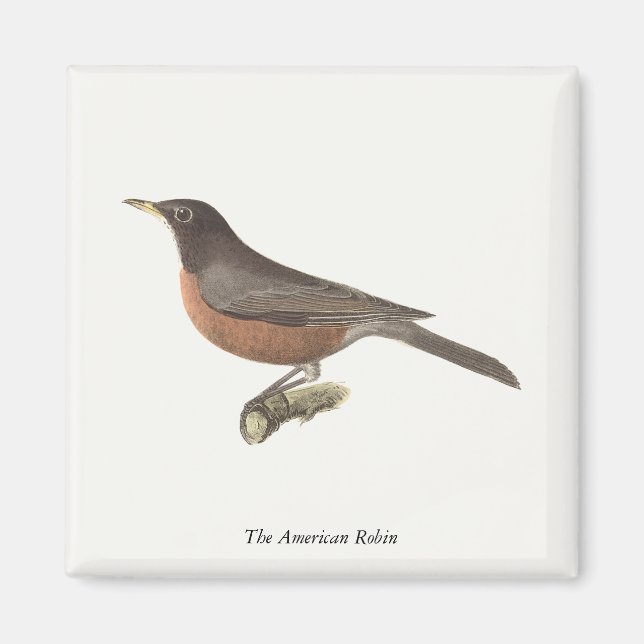 Imã O Robin Americano (Turdus migratorius) NY Birds (Frente)