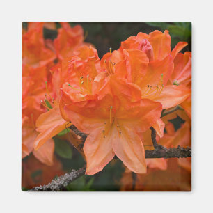Imã O rododendro alaranjado floresce o ímã