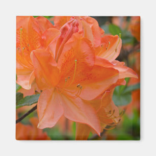 Imã O rododendro alaranjado Lemonara floresce o ímã