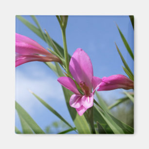 Imã O rosa floresce o ímã da cena