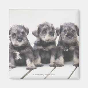 Imã O Schnauzer diminuto é uma raça do cão pequeno