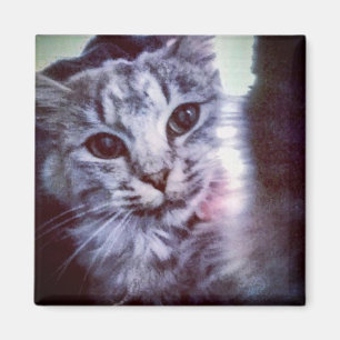 Imã O seu ímã personalizado Pet