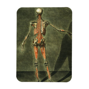 Ímã O sistema muscular profundo da parte traseira do