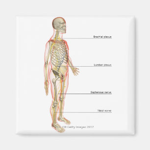 Imã O sistema nervoso 3