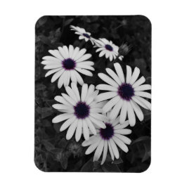 Ímã O Sutil Contraste da Natureza