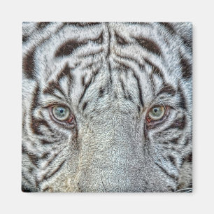 Imã O tigre branco Eyes o ímã