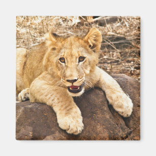 Imã O tigre Cub toma o respiradouro em uma rocha