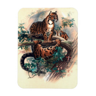 Ímã O Tigre Nublado por Joseph Wolf