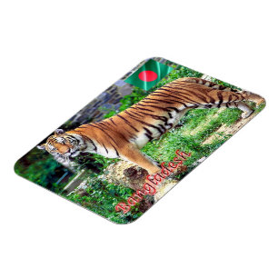 Ímã O Tigre Real do Bengala