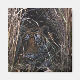 Imã O tigre reclina na grama alta