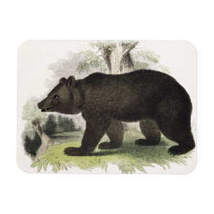 Ímã O urso de Brown, bar educacional da ilustração.