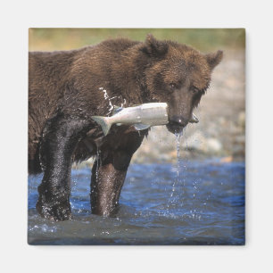 Imã O urso de Brown, urso de urso, com salmões trava,