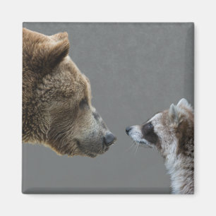Imã O urso Grizzle encontra o guaxinim
