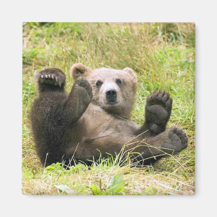 Imã O Urso Marrom Preguiçoso