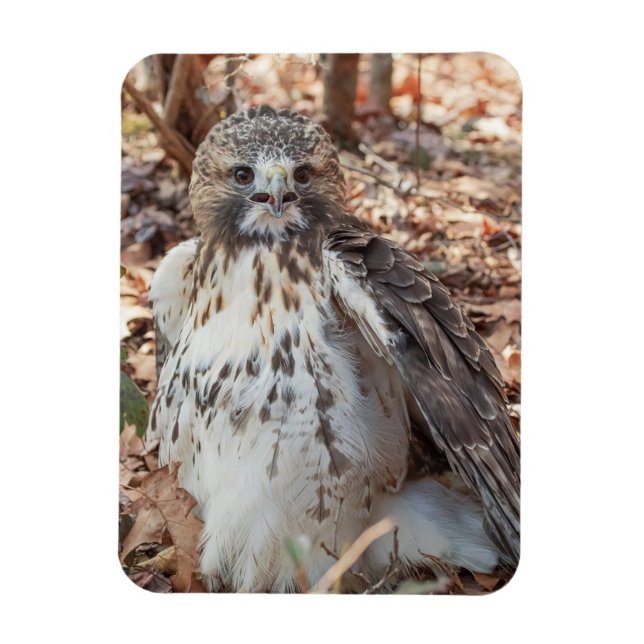 Ímã O vermelho atou o falcão dobrado (Vertical)