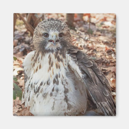 Imã O vermelho atou o falcão dobrado