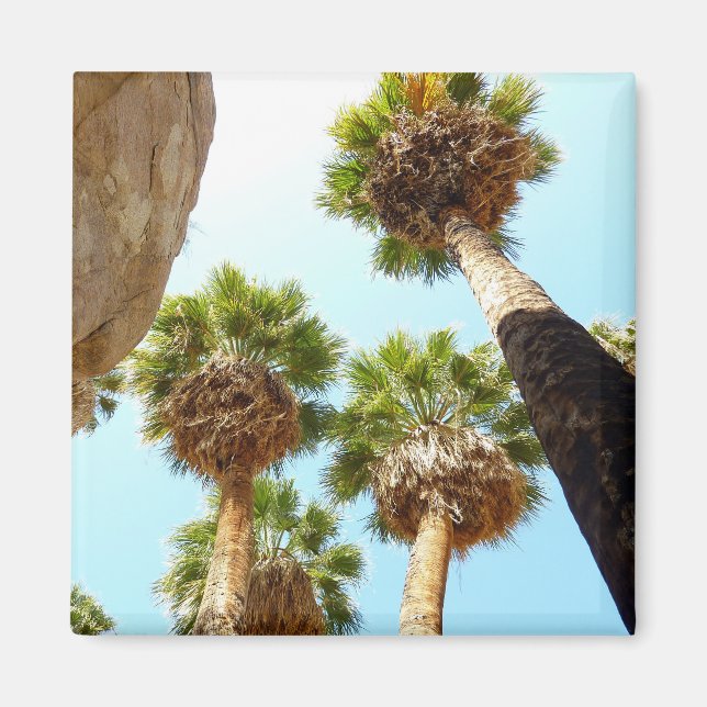 Imã Oásis Palms no Parque Nacional Joshua Tree (Frente)