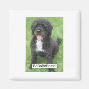 Imã Obama Pet English Water dog