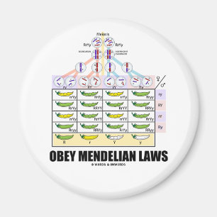 Imã Obedeça leis Mendelian (as ervilhas transversais