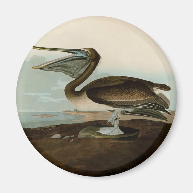 Imã Obra de Arte Pintura Pelicano Marrom John James Au (Frente)
