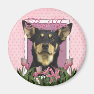 Imã Obrigado - Kelpie australiano - Jude