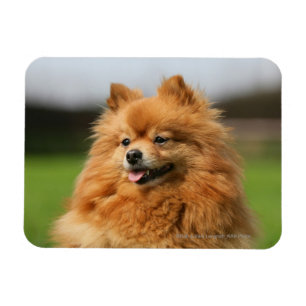 Ímã Observação de Pomeranian