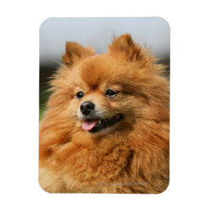 Ímã Observação de Pomeranian