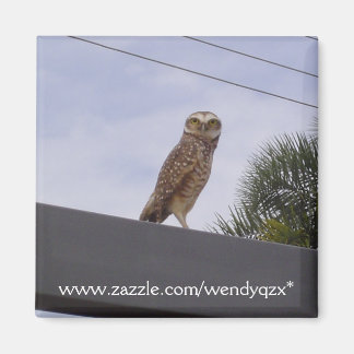 Imã Observante Owl