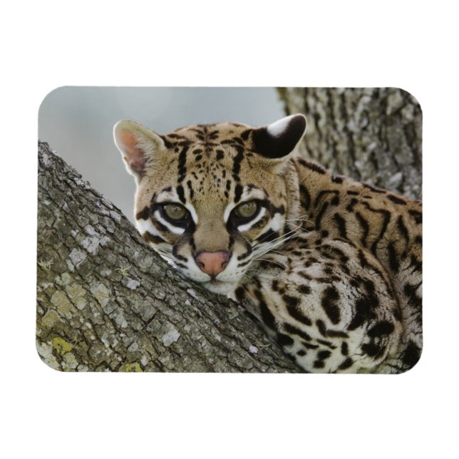 Ímã Ocelot, Felis pardalis, cativo, fêmea descansando  (Horizontal)