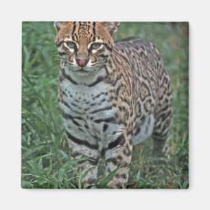 Imã OCELOTE (Leopardus pardalis) AMÉRICA CENTRAL